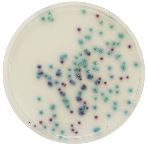 Medio reactivo - PS832 - CHROMagar - para microbiología / de laboratorio veterinario / en polvo