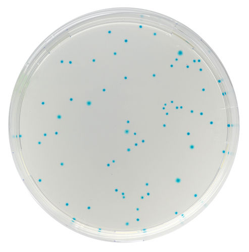 Medio reactivo - EC16 series - CHROMagar - para microbiología / de laboratorio veterinario / de plomo