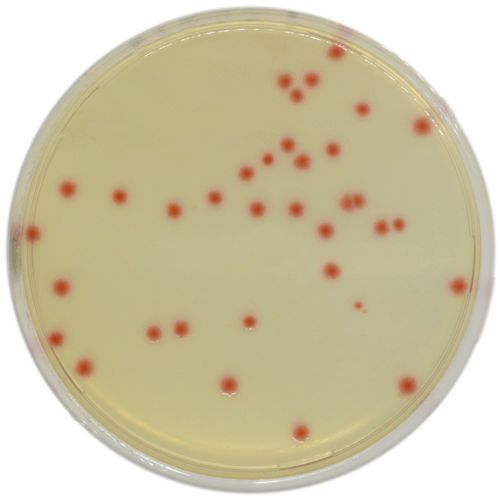 Medio reactivo - PF652 - CHROMagar - para microbiología / de laboratorio veterinario / de Clostridium perfringens