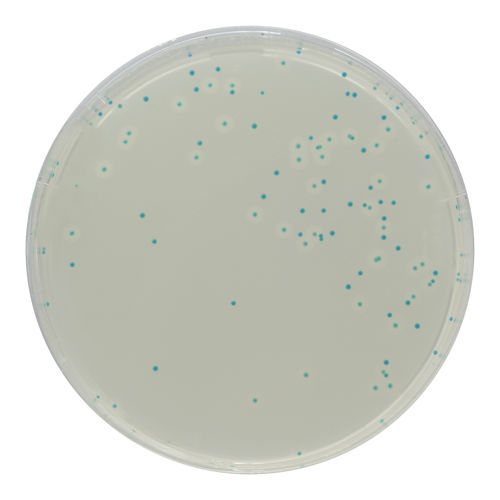 Medio reactivo - LM852 - CHROMagar - para microbiología / de laboratorio veterinario / de Listeria monocytogenes