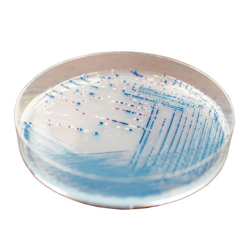 Reactivo agar MacConkey - EE222 - CHROMagar - para microbiología / de laboratorio veterinario / Escherichia coli