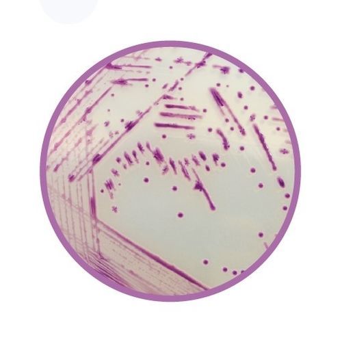 Medio reactivo - CHROMagar™  - CHROMagar - de laboratorio veterinario / para bacterias