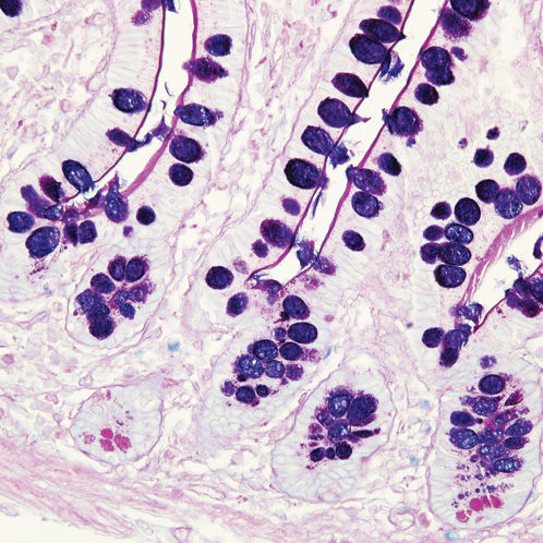 Reactivo colorante - 38016SS4A - Leica Biosystems - para histopatología / para histologia / para la investigación
