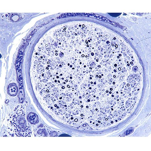 Reactivo colorante - 38017SS23 - Leica Biosystems - para histologia / en polvo
