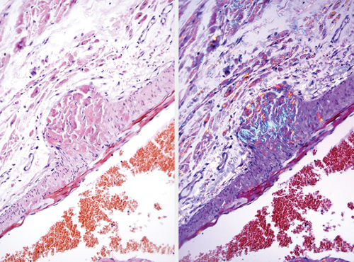 Reactivo en solución - 38016SS9A - Leica Biosystems - colorante / solución de coloración / para histologia