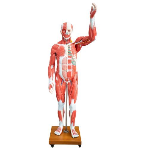 Modelo anatómico de músculo - XC-339 - Xincheng Scientific Industries Co., Ltd. - de cuerpo entero / de formación
