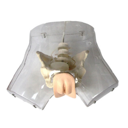 Modelo anatómico uretral - XC-420A - Xincheng Scientific Industries Co., Ltd. - de cateterismo
