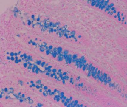 Reactivo solución de coloración - 04-165812 - BIO-OPTICA Milano - para histologia / para citología