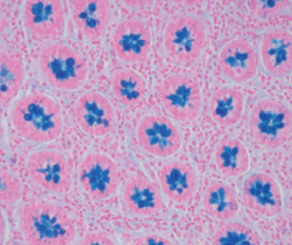 Reactivo solución de coloración - 04-166802 - BIO-OPTICA Milano - para histologia / para citología