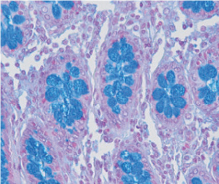 Reactivo solución de coloración - Alcian Blue pH 2.5 - pH 1 - BIO-OPTICA Milano - para histologia / para citología