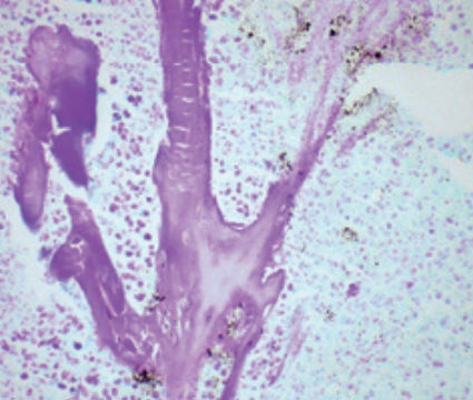 Reactivo solución de coloración - Feulgen   - BIO-OPTICA Milano - para histologia / para citología
