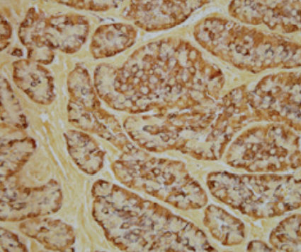 Reactivo solución de coloración - Grimelius   - BIO-OPTICA Milano - para histologia / para citología