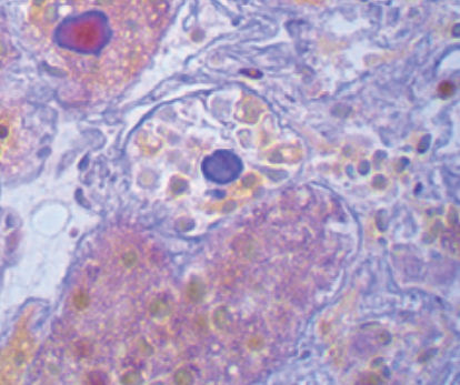 Reactivo solución de coloración - P.A.S. Pearse - BIO-OPTICA Milano - para histologia / para citología