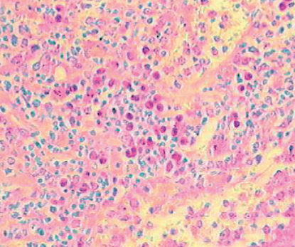 Reactivo solución de coloración -  04-121812 - BIO-OPTICA Milano - para histologia / para citología