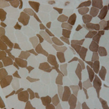 Reactivo solución de coloración - 30-30125LY - BIO-OPTICA Milano - para histologia