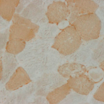 Reactivo solución de coloración - 30-30115LY  - BIO-OPTICA Milano - para histologia