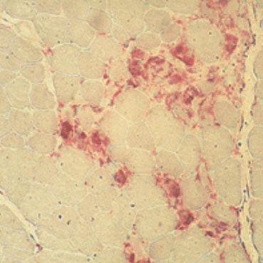 Reactivo solución de coloración - 30-30118LY  - BIO-OPTICA Milano - para histologia