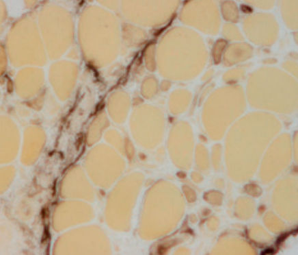 Reactivo solución de coloración - 30-30121LY  - BIO-OPTICA Milano - para histologia