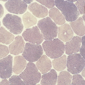 Reactivo solución de coloración - 30 – 30123LY - BIO-OPTICA Milano - para histologia