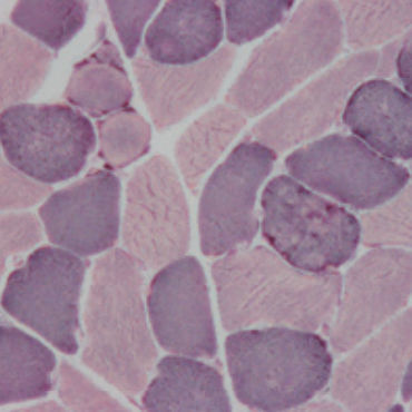 Reactivo solución de coloración - 30-30113LY  - BIO-OPTICA Milano - para histologia
