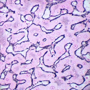 Reactivo solución de coloración - Gordon-Sweet   - BIO-OPTICA Milano - para citología / para histologia