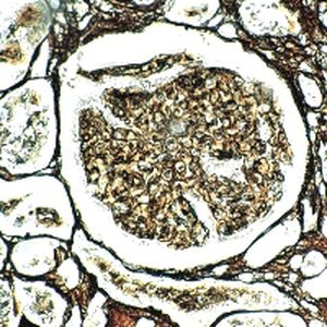 Reactivo solución de coloración - Silver Impregnation   - BIO-OPTICA Milano - para citología / para histologia
