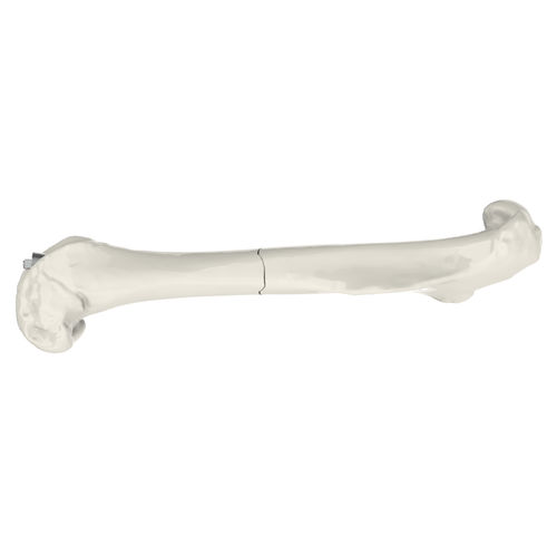 Tornillo ortopédico veterinario tipo de compresión - RatScrew - RISystem AG - para fémur