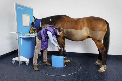 Tomografía computarizada veterinaria para équidos - slCT - Hallmarq Veterinary Imaging
