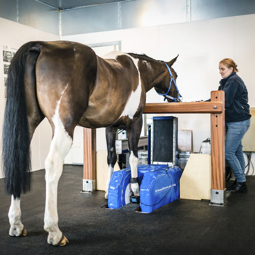 sistema de IRM veterinario - Hallmarq Veterinary Imaging