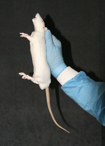 Modelo anatómico de roedor - BIO-RAT - Bioseb - de cuerpo entero / para experimentación con animales / de formación