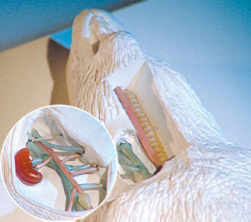 Modelo anatómico de cuerpo entero - MD-PVC-MODEL - Bioseb - de microcirugía / de formación / de anastomosis