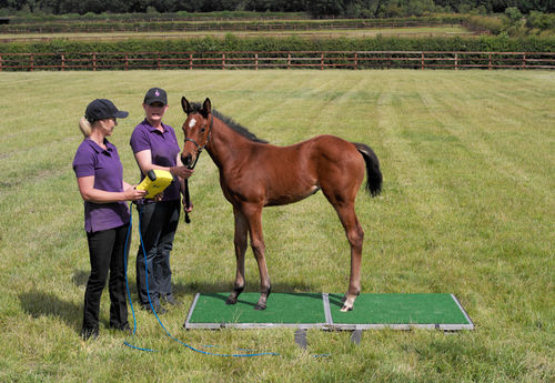 Balanza veterinaria electrónica - Goodwood - Horse Weigh - para caballos / plataforma / con visualizador portátil