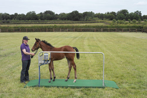 Balanza veterinaria electrónica - Tokyo – Thoroughbred - Horse Weigh - para caballos / plataforma