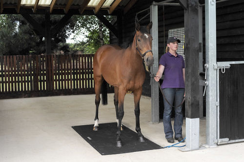 Balanza veterinaria electrónica - Badminton - Horse Weigh - para caballos / plataforma / con visualizador portátil