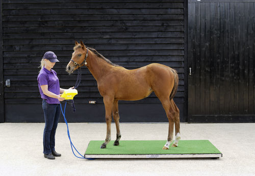 Balanza veterinaria electrónica - Ludlow - Horse Weigh - para caballos / plataforma / con visualizador portátil