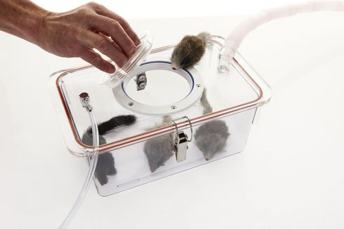 Cámara de inhalación para circuito respiratorio de pacientes - Darvall  - Advanced Anesthesia Specialists - veterinaria