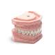 modelo anatómico de dientes / de encías / de limpieza dental / de formación