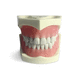 modelo anatómico de dientes / de limpieza dental / de prótesis dental / de formación