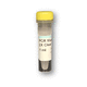 reactivo polimerasa Taq / para la investigación / para PCR / líquido