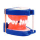modelo anatómico de dentadura / para ortodoncia / de formación