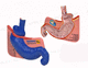 modelo anatómico de estómago / de duodeno / de esófago / de gastroenterología