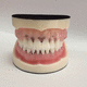 modelo anatómico de boca / para higiene dental