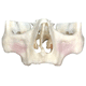 modelo anatómico para odontología / de implantología / de formación / de kit