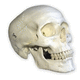 modelo anatómico de hueso / de cráneo / de seno / para cirugía dental