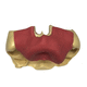modelo anatómico sinusal / para cirugía dental / para elevación del seno