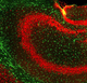 reactivo IgG / para la investigación científica / para western blot / para inmunohistoquímica