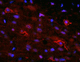 reactivo IgG / para la investigación científica / para inmunohistoquímica / para inmunofluorescencia