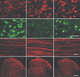 reactivo IgG / para la investigación científica / para inmunohistoquímica / líquido