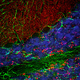 reactivo anticuerpos / para western blot / para inmunohistoquímica / para inmunofluorescencia