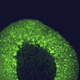 reactivo IgG / para la investigación científica / para western blot / para inmunohistoquímica